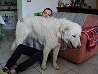 abruzzese shepherd dog big white